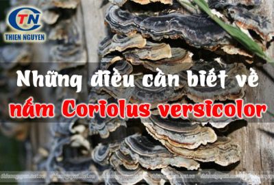 Những điều cần biết về nấm Coriolus versicolor
